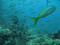 Rush Hour on the reef. Natural light no strobe with Canon... by Sheryl Checkman 